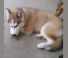 Wild Side of the Moon (Aleuna) a dog tested with EmbarkVet.com