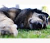 Marcus, a Golden Retriever and German Shepherd Dog mix tested with EmbarkVet.com