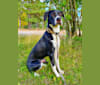 Filo, an English Setter and American Pit Bull Terrier mix tested with EmbarkVet.com