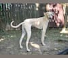 Roman, a Sloughi tested with EmbarkVet.com