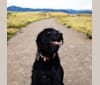 Bodie, a Labrador Retriever and Australian Cattle Dog mix tested with EmbarkVet.com