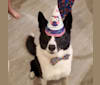 Dumaw Oakenshield, a Karelian Bear Dog tested with EmbarkVet.com