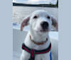 Rudder, an American Pit Bull Terrier and Great Pyrenees mix tested with EmbarkVet.com