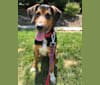 Chara, a Black and Tan Coonhound and Border Collie mix tested with EmbarkVet.com