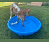 Jenna, a Chihuahua and Australian Cattle Dog mix tested with EmbarkVet.com