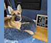 Bryzzo Reese, a German Shepherd Dog and Belgian Malinois mix tested with EmbarkVet.com