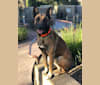 Photo of Boogy, a Belgian Malinois and German Shepherd Dog mix in Fresno, CA, USA