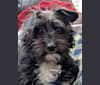 Rey, a Chihuahua and Poodle (Small) mix tested with EmbarkVet.com