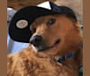 Hazel, a Rottweiler and German Shepherd Dog mix tested with EmbarkVet.com