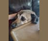 Photo of Fiona Emmy-Olivia LaRosa, a Neapolitan Mastiff, Australian Cattle Dog, Chow Chow, American Pit Bull Terrier, German Shepherd Dog, and Mixed mix in Tucson, Arizona, USA