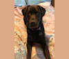 Harper, a Labrador Retriever tested with EmbarkVet.com