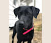 Brylee, a Labrador Retriever tested with EmbarkVet.com