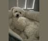Henry, a Bichon Frise tested with EmbarkVet.com