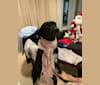 Scotty, a Labrador Retriever and Treeing Walker Coonhound mix tested with EmbarkVet.com