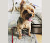 Raymond, a Yorkshire Terrier tested with EmbarkVet.com