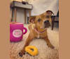 Chloe, an American Pit Bull Terrier and American Staffordshire Terrier mix tested with EmbarkVet.com