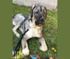 Cheesecake, a Central Asian Shepherd Dog and Sarplaninac mix tested with EmbarkVet.com