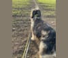 Photo of Bilbo, an Eastern European Village Dog  in Romania