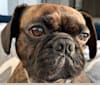 Watson, a French Bulldog and Pug mix tested with EmbarkVet.com