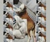 Zeppelin, an Australian Cattle Dog and Bullmastiff mix tested with EmbarkVet.com