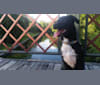 Killian, a Labrador Retriever and Miniature/MAS-type Australian Shepherd mix tested with EmbarkVet.com