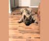 Henry, an Alaskan Malamute and German Shepherd Dog mix tested with EmbarkVet.com