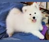 Shelby, a Samoyed tested with EmbarkVet.com