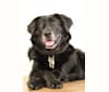 Ozzy, a Rottweiler and Labrador Retriever mix tested with EmbarkVet.com