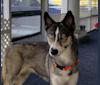 Piper, a Siberian Husky tested with EmbarkVet.com