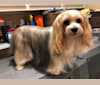 Oki, a Yorkshire Terrier tested with EmbarkVet.com