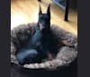 Photo of Stryker, a Manchester Terrier (Standard)  in SF, California, USA