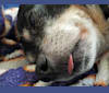 Tux, a Chihuahua and Pomeranian mix tested with EmbarkVet.com