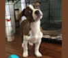 Skooch, a Miniature/MAS-type Australian Shepherd and Boston Terrier mix tested with EmbarkVet.com