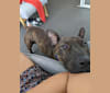 Photo of Millie, an American Pit Bull Terrier, Bull Terrier, and Miniature Bull Terrier mix in Sydney NSW, Australia