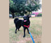 Big Han, a Tibetan Mastiff and German Shepherd Dog mix tested with EmbarkVet.com