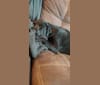Nala Bear Brooks, a Bluetick Coonhound and Labrador Retriever mix tested with EmbarkVet.com