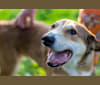 Beans, an Australian Cattle Dog and Australian Shepherd mix tested with EmbarkVet.com