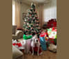 Luna, an American Pit Bull Terrier and American Staffordshire Terrier mix tested with EmbarkVet.com