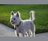 Photo of Whiskey, a Poodle (Small), Siberian Husky, Chow Chow, American Pit Bull Terrier, Chihuahua, and Mixed mix in San Antonio, Texas, USA