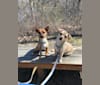 Edziu, a Rat Terrier and Chihuahua mix tested with EmbarkVet.com