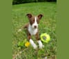 Photo of Flea, a Chihuahua, Russell-type Terrier, Poodle (Small), Australian Shepherd, and Mixed mix in Knoxville, Tennessee, USA