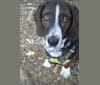 Charlie, a Basset Hound and German Shepherd Dog mix tested with EmbarkVet.com