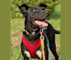Bella, a Melanesian Village Dog tested with EmbarkVet.com
