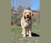 Alita, a Golden Retriever tested with EmbarkVet.com
