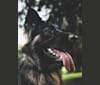 Nova, a German Shepherd Dog tested with EmbarkVet.com