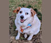Gus Gus, an Australian Cattle Dog and Cocker Spaniel mix tested with EmbarkVet.com