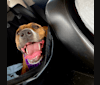 Lola, a Boxer and Labrador Retriever mix tested with EmbarkVet.com