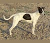 Photo of Bo, a Border Collie, Whippet, Border Terrier, and Russell-type Terrier mix in Pahrump, NV, USA