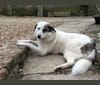 Jessie, an Eastern European Village Dog and Sarplaninac mix tested with EmbarkVet.com