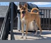 Ollie, a German Shepherd Dog and American Bulldog mix tested with EmbarkVet.com